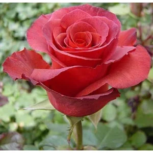 Роза "Terracotta"